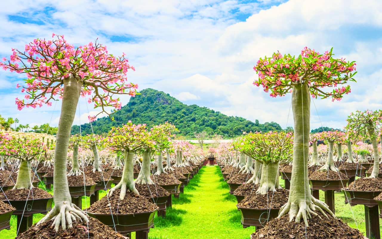 Nong Nooch Tropical Garden is open every day